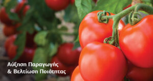 Biosolids Tomato Blogpost March2022 In